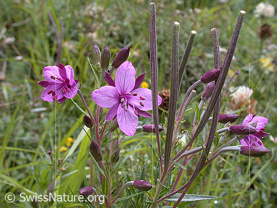 Fleischers Weidenröschen