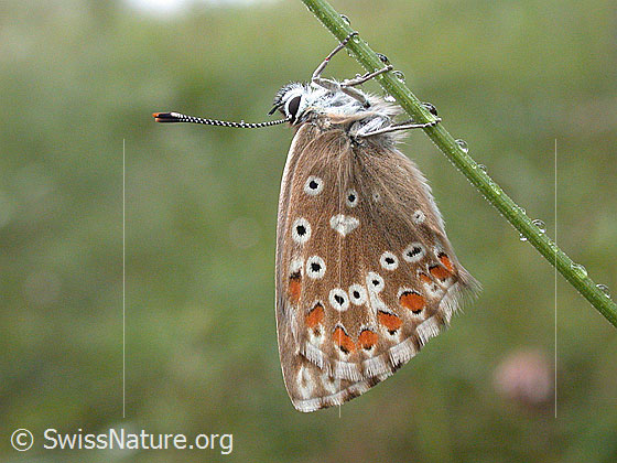Photo: Polyommatus bellargus. Hanging on a blade of grass. The photo was taken in light rain.