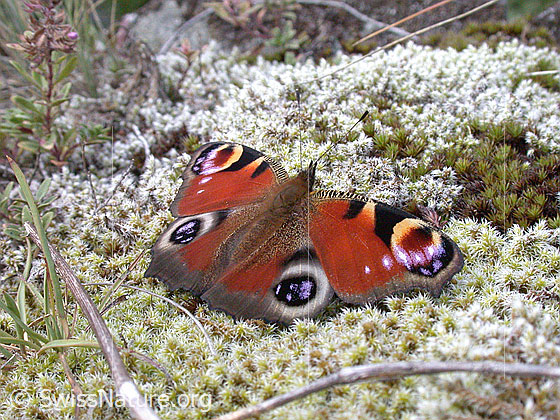 Foto: Tagpfauenauge (Inachis io). Dieses Tagpfauenauge landete auf einem Moospolster, öffnete die Flügel und lies sich problemlos fotografieren.