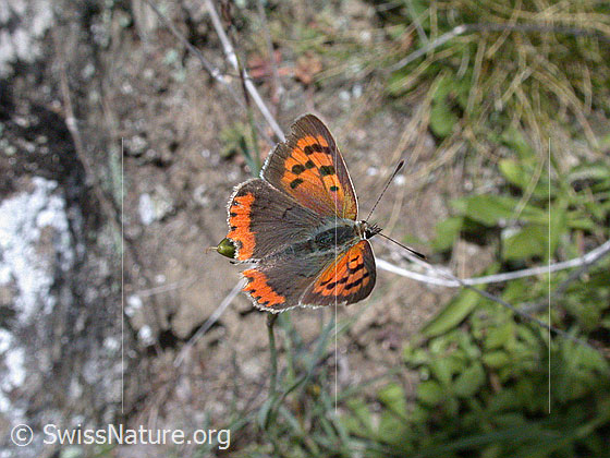 Foto: Kleiner Feuerfalter, Flügel geöffnet.
Lat.: Lycaena phlaeas
Familie: Lycaenidae (Bläulinge)
Unterfamilie: Lycaeninae
Gattung: Lycaena