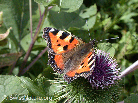 Kleiner Fuchs (Aglais urticae) auf Grosser Klette (Arctium lappa)