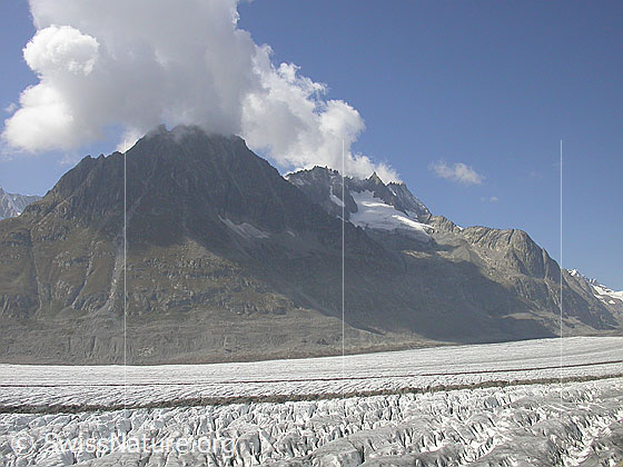 Foto: Aletschgletscher und Olmenhorn von ESE (Platta).