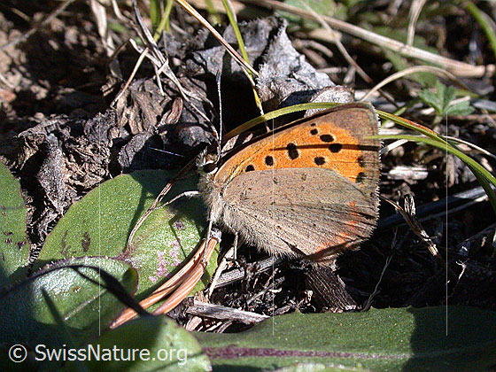 Foto: Kleiner Feuerfalter, Flügel geschlossen. 
Lat.: Lycaena phlaeas
Familie: Lycaenidae (Bläulinge)
Unterfamilie: Lycaeninae
Gattung: Lycaena