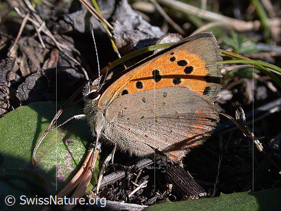 Foto: Kleiner Feuerfalter, Flügel geschlossen.
Lat.: Lycaena phlaeas
Familie: Lycaenidae (Bläulinge)
Unterfamilie: Lycaeninae
Gattung: Lycaena