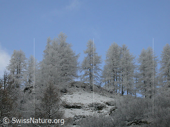 Foto: Leicht überzuckerte Lärchen vor blauem Himmel.