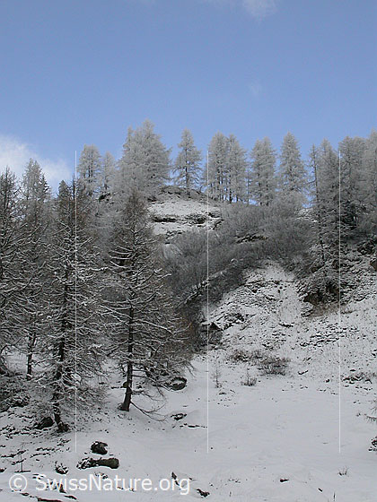 Foto: Leicht überzuckerter Lärchernwald vor blauem Himmel.