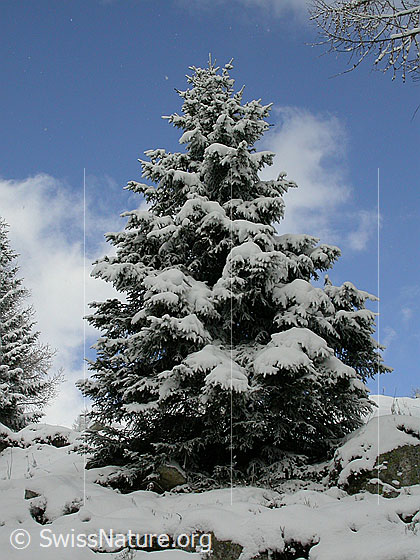Foto: Verschneite Tanne.