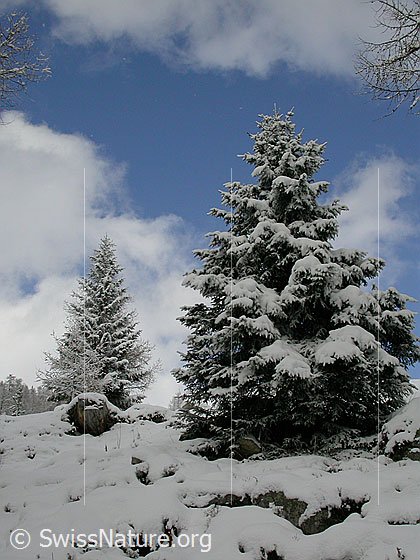 Foto: Verschneite Tannen und Lärche.