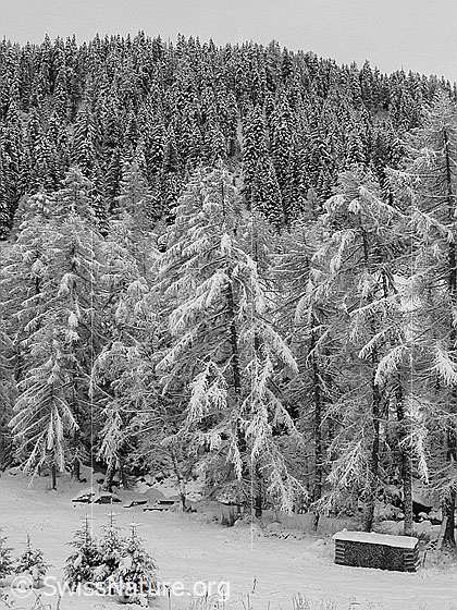Foto: Tief verschneiter Wald