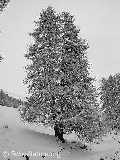 Foto: Tief verschneite Lärche mit 2 Stämmen.