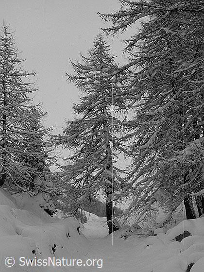 Foto: Tief verschneite Lärchen.
