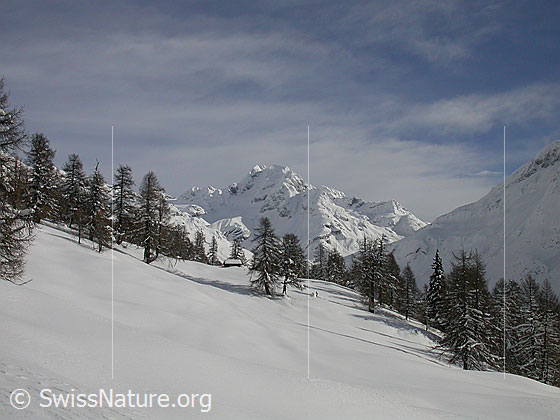 Foto: Frisch verschneite Landschaft mit lichtem Lärchenwald und Ofenhorn von W (Handschbiel).