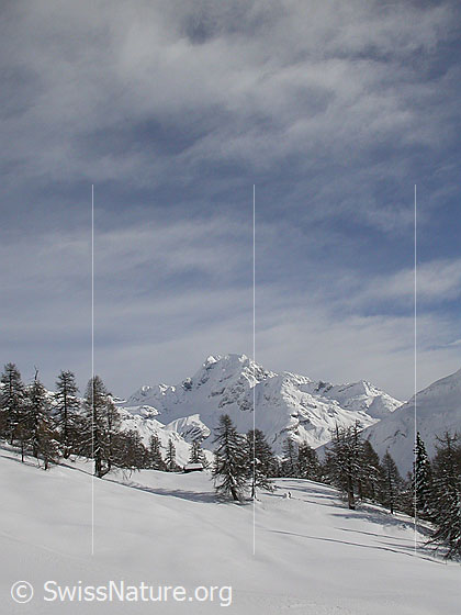 Foto: Frisch verschneite Landschaft mit lichtem Lärchenwald und Ofenhorn von W (Handschbiel).