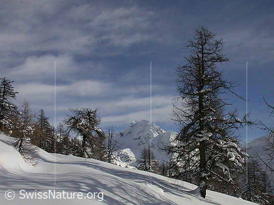Foto: Frisch verschneite Landschaft mit Ofenhorn von W (Handschbiel).