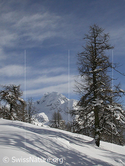 Foto: Frisch verschneite Landschaft mit Ofenhorn von W (Handschbiel).