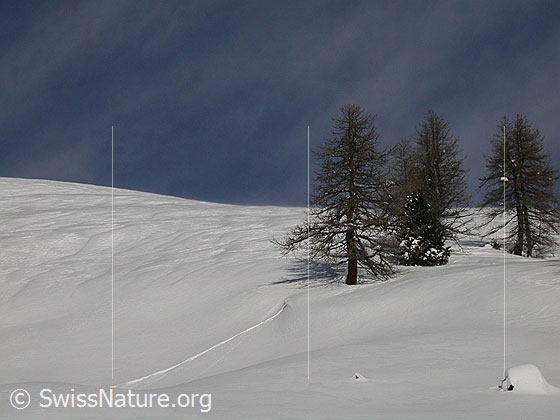 Foto: Verschneite Landschaft mit alten Lärchen nahe der Waldgrenze.