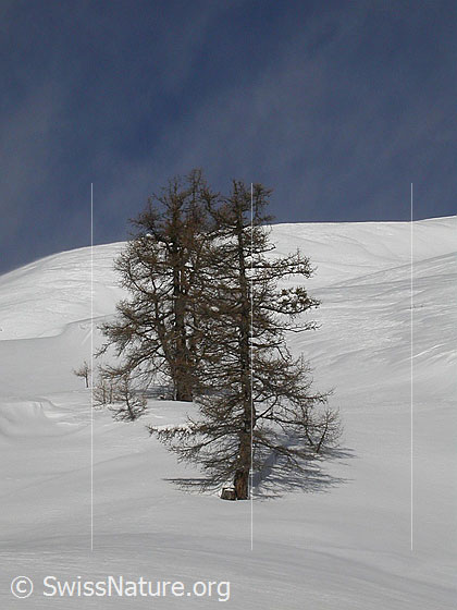 Foto: Verschneite Landschaft mit alten Lärchen nahe der Waldgrenze.