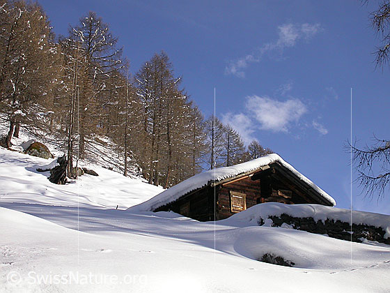 Foto: Alphütte vor Lärchenwald.