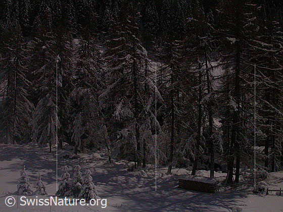 Foto: Vollmondnacht im Winter