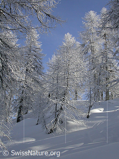 Foto: Im verschneiten Lärchenwald.