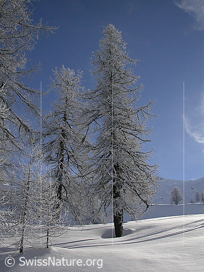 Foto: Leicht verschneite Lärchen.