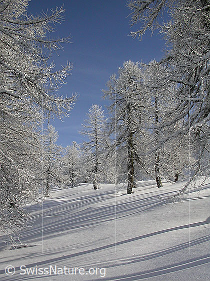 Foto: Verschneiter Lärchenwald.