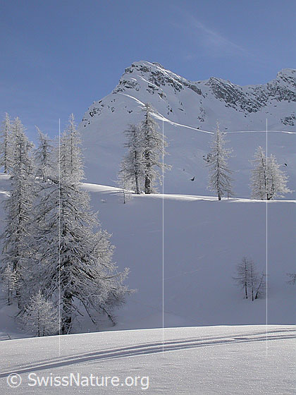 Foto: Winterlandschaft mit Lärchen und einem Berg (Stockhorn) im Hintergrund.