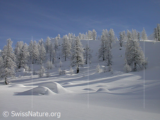 Foto: Unberührte Winterlandschaft mit verschneiten Lärchen.