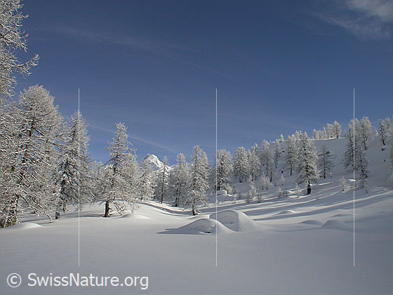 Foto: Unberührte Winterlandschaft mit verschneiten Lärchen und einem Berg (Schinhorn) im Hintergrund.
