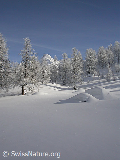 Foto: Unberührte Winterlandschaft mit verschneiten Lärchen und einem Berg (Schinhorn) im Hintergrund.
