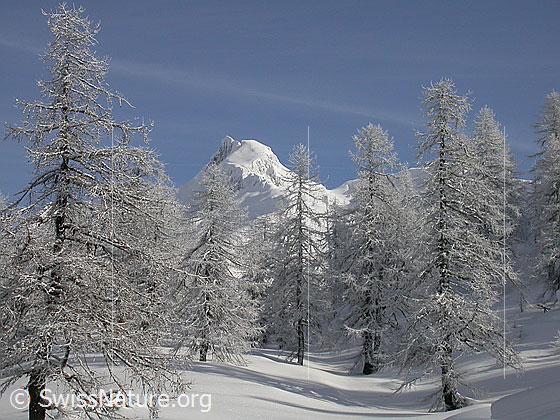 Foto: Unberührte Winterlandschaft mit verschneiten Lärchen und einem Berg (Schinhorn) im Hintergrund.