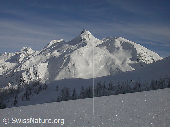 Foto: Unberührte Winterlandschaft mit verschneiten Lärchen und einem Berg (Schinhorn) im Hintergrund.