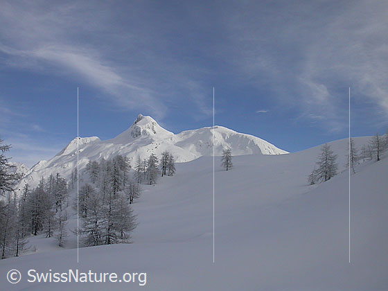 Foto: Unberührte Winterlandschaft mit lichtem Lärchenwald und einem Berg (Schinhorn) im Hintergrund.
