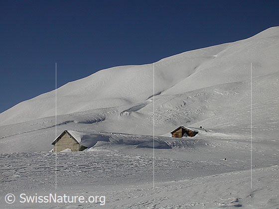 Foto: Tief verschneite Hütten der Alp Wyssi.