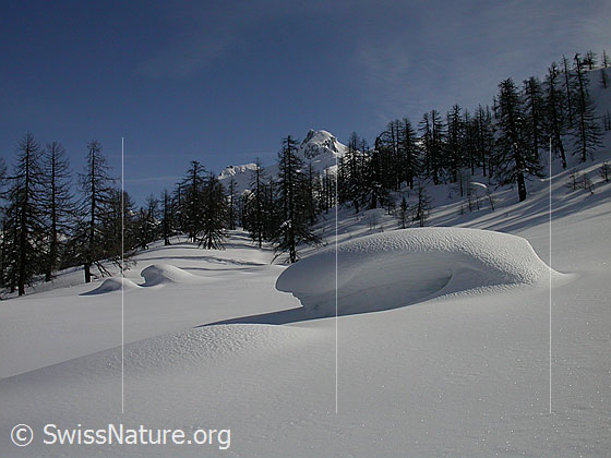 Foto: Unberührte Landschaft mit lichtem Lärchenwald bei Dri Stafle. Im Hintergrund das Schinhorn.