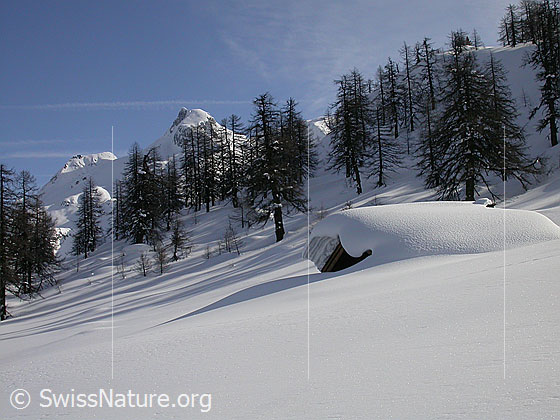 Foto: Eingeschneite Alphütte bei Dri Stafle. Im Hintergrund lichter Lärchenwald und das Schinhorn.