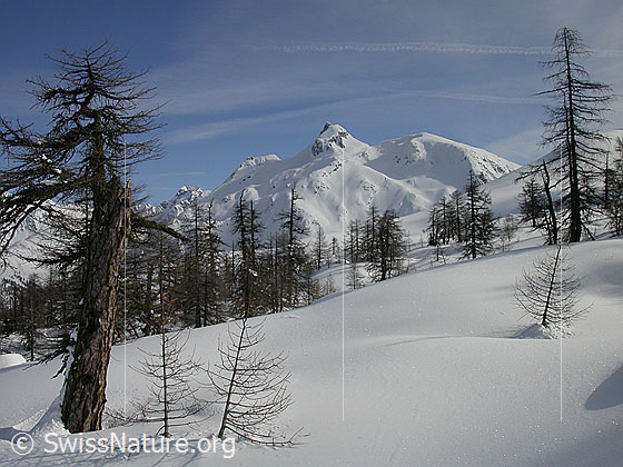 Foto: Unberührte Landschaft auf Hockboden: Lichter Lärchenwald mit Schinhorn.