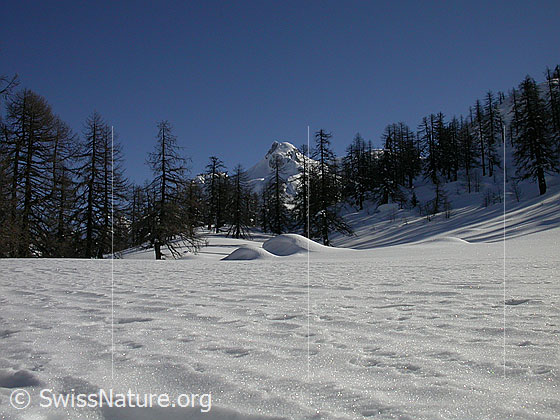Foto: Unberührte Landschaft bei Dri Stafle. Lichter Lärchenwald mit Schinhorn im Hintergrund.