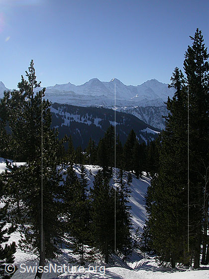 Foto: Im Aufstieg zum Hohgant West. Blick durch den lichten Bergwald Richtung Berner Alpen (u.a. Eiger, Mönch und Jungfrau).