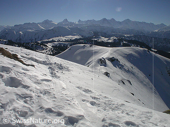 Foto: Gipfel Hohgant West: Blick Richtung Berner Alpen (S). 
Wetterhorn, Schreckhorn, Finsteraarhorn, Fiescherhörner, Eiger, Mönch und Jugfrau.