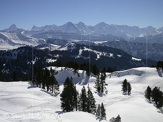 Foto: Abfahrt vom Hohgant West, oberhalb Trogenalp: Blick Richtung Berner Alpen (S): Schreckhorn, Finsteraarhorn, Eiger, Mönch und Jungfrau.