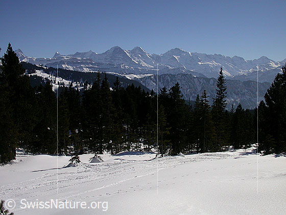 Foto: Abfahrt vom Hohgant West, oberhalb Arni: Blick Richtung Berner Alpen. Eiger, Mönch und Jungfrau.