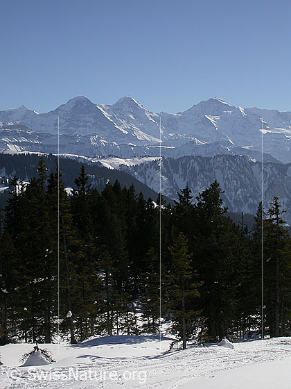 Foto: Abfahrt vom Hohgant West, oberhalb Arni: Blick Richtung Berner Alpen. Eiger, Mönch und Jungfrau.