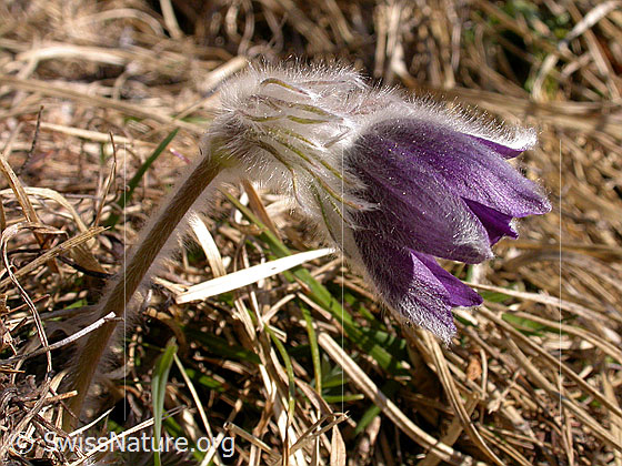 Foto: Berg-Anemone (Pulsatilla montana). Ganze Pflanze.