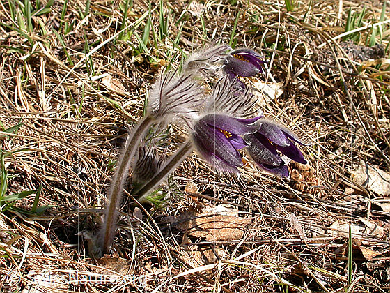 Foto: Berg-Anemone (Pulsatilla montana). Mehrere Pflanzen.