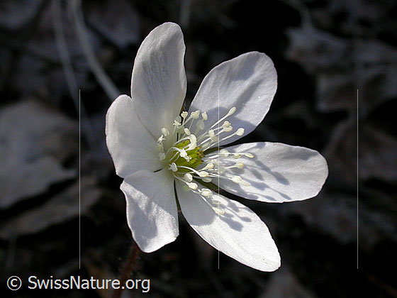 Foto: Leberblümchen mit weisser Blüte  
Lat.: Hepatica nobilis 
Familie: Hahnenfussgewächse