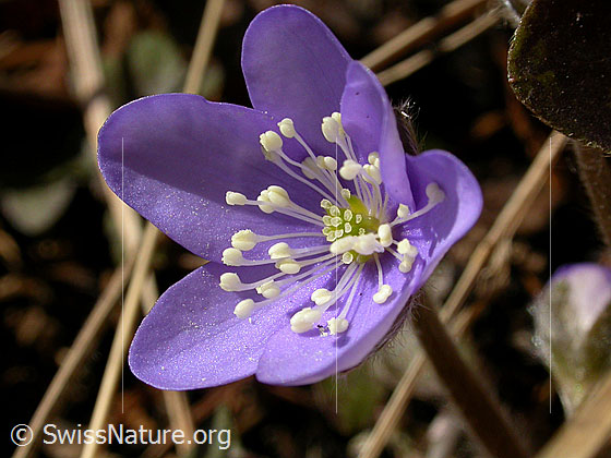 Foto: Leberblümchen mit Blüte in blaulila 
Lat.: Hepatica nobilis 
Familie: Hahnenfussgewächse