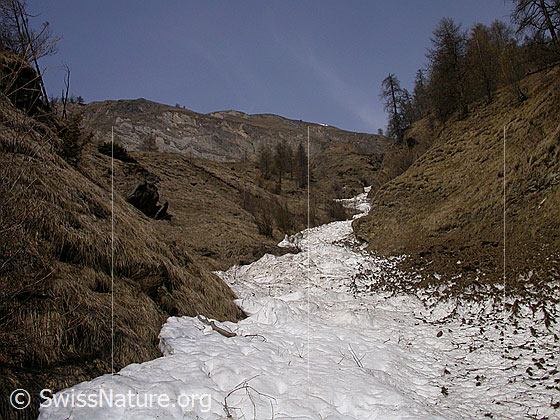 Foto: Lawinenrinne im Frühling. Übrig geblieben ist der im Winter eingerutschte Schnee.