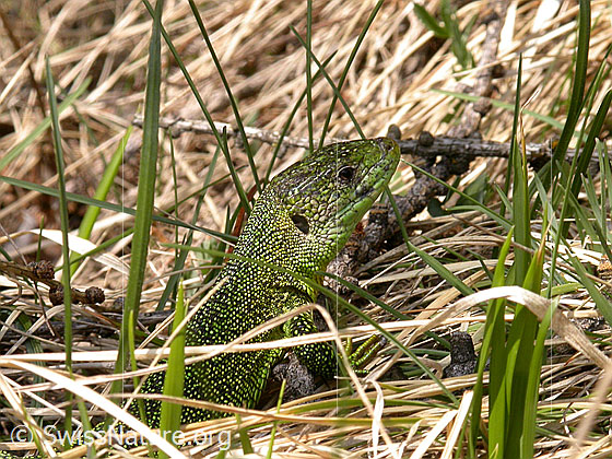 Foto: Smaragdeidechse (Lacerta bilineata).