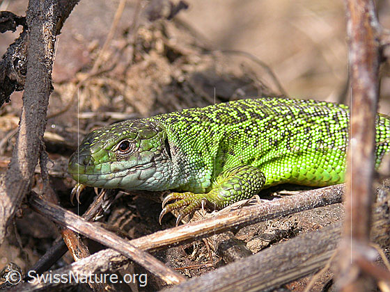 Foto: Smaragdeidechse (Lacerta bilineata).